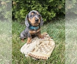 Small #4 Dachshund