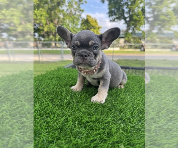 Medium Photo #7 French Bulldog Puppy For Sale in CRYSTAL CITY, TX, USA