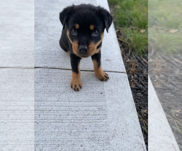 Medium Photo #6 Rottweiler Puppy For Sale in CANAL WHCHSTR, OH, USA