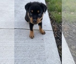 Small Photo #6 Rottweiler Puppy For Sale in CANAL WHCHSTR, OH, USA