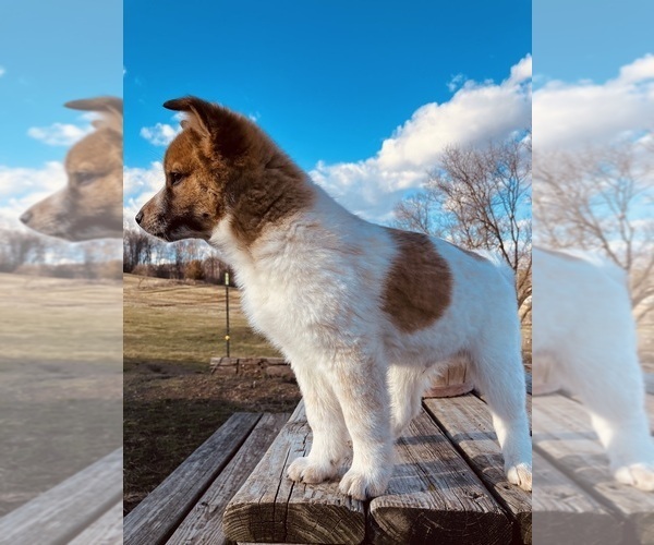 Medium Photo #3 American Eskimo Dog-Border Collie Mix Puppy For Sale in HILLSBORO, WI, USA
