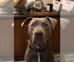 Small Labrador Retriever Mix