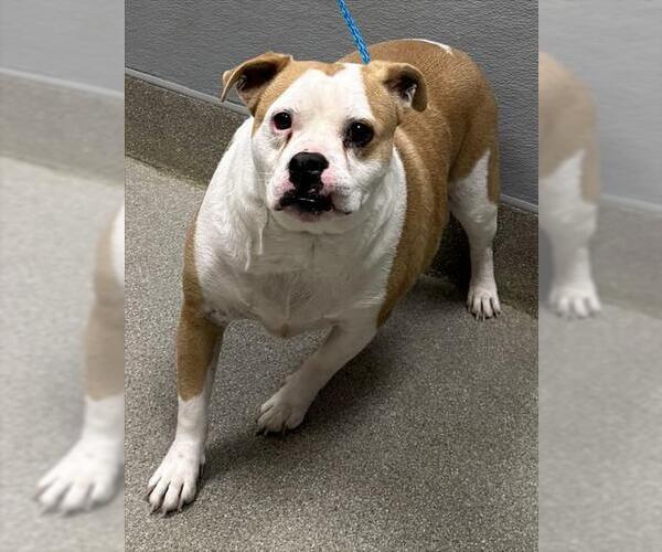 Medium Photo #1 Bulldog-Unknown Mix Puppy For Sale in Las Vegas, NV, USA