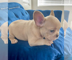 Small Photo #55 French Bulldog Puppy For Sale in NEW YORK, NY, USA
