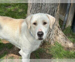 Mastador Dogs for adoption in Waco, TX, USA