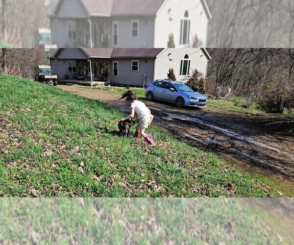 Medium Photo #3 Alapaha Blue Blood Bulldog Puppy For Sale in SHELOCTA, PA, USA