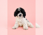 Small #4 Cavapoo (Standard)