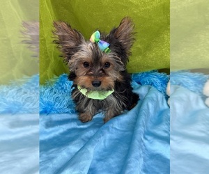 Yorkshire Terrier Puppy for sale in LANCASTER, MO, USA