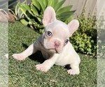 Puppy 3 French Bulldog