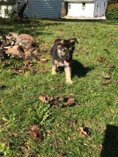 Medium Photo #1 German Shepherd Dog Puppy For Sale in AKRON, OH, USA