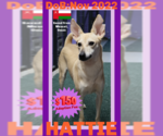 Small #2 Saluki-Whippet Mix