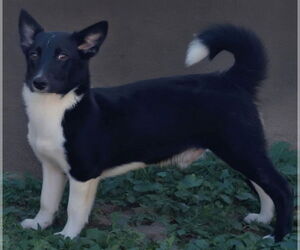 Pembroke Welsh Corgi-Unknown Mix Dogs for adoption in Minneapolis, MN, USA