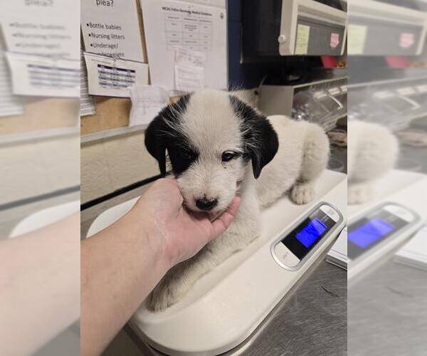 Medium Photo #1 Irish Wolfhound-Labrador Retriever Mix Puppy For Sale in Conroe, TX, USA