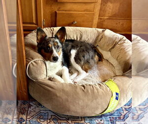 Bella - Female Unknown-Welsh Corgi Mix Dog for Adoption - Photo #4