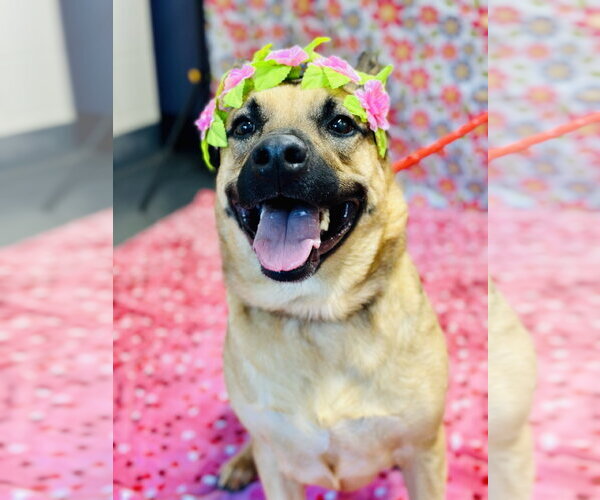 Medium Photo #7 German Shepherd Dog-Unknown Mix Puppy For Sale in Jackson , NJ, USA