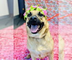 Small Photo #7 German Shepherd Dog-Unknown Mix Puppy For Sale in Jackson , NJ, USA