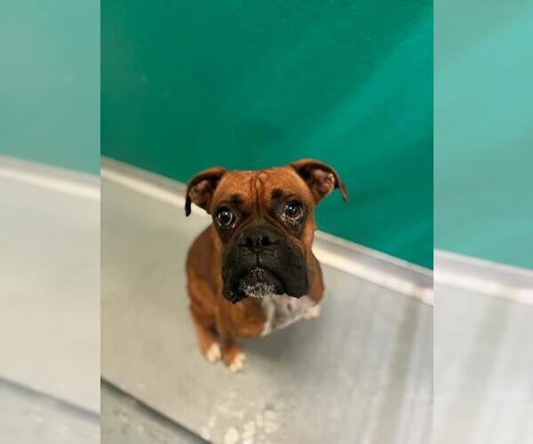 Medium Photo #1 Boxer-Unknown Mix Puppy For Sale in Visalia, CA, USA