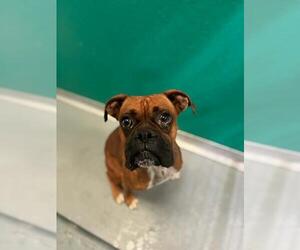 Boxer-Unknown Mix Dogs for adoption in Visalia, CA, USA