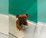 Small Boxer Mix