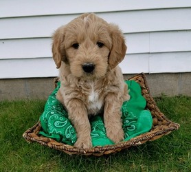 Goldendoodle (Miniature) Puppy for sale in PATASKALA, OH, USA