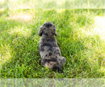 Small #7 Dachshund