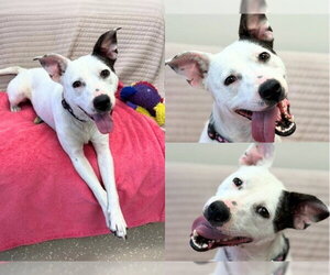 Mutt Dogs for adoption in Fort Wayne, IN, USA