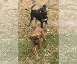 Small #5 Mountain Cur Mix