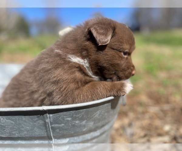 Medium Photo #2 Australian Shepherd Puppy For Sale in YADKINVILLE, NC, USA