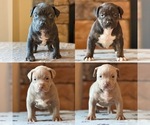 Small American Bully