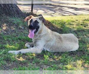 Anatolian Shepherd-Black Mouth Cur Mix Dogs for adoption in FRAMINGHAM, MA, USA