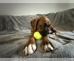 Small Photo #46 Boxer Puppy For Sale in WEST COLUMBIA, SC, USA
