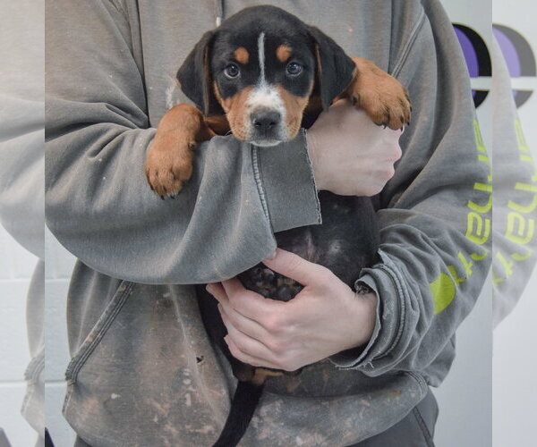 Medium Photo #4 Rottweiler-Unknown Mix Puppy For Sale in Huntley, IL, USA