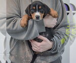 Small #3 Rottweiler Mix