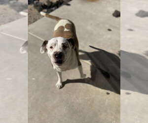CALI #5 - Female Mutt Dog for Adoption - Photo #2