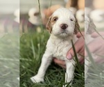 Small Photo #9 Goldendoodle (Miniature) Puppy For Sale in FREDERICA, DE, USA