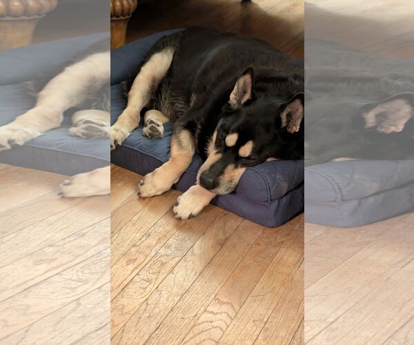 Medium Photo #3 Mutt Puppy For Sale in Rockaway, NJ, USA