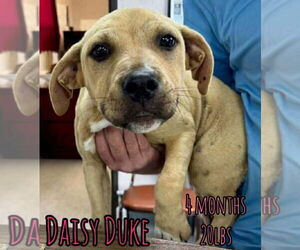 Retriever -Unknown Mix Dogs for adoption in Woodbury, NY, USA