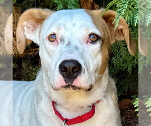 Toby - Male Mutt Dog for Adoption - Photo #10
