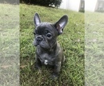 Small Photo #5 French Bulldog Puppy For Sale in ELLENWOOD, GA, USA