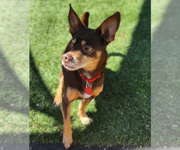 Medium Photo #15 Chiweenie Puppy For Sale in Phoenix, AZ, USA
