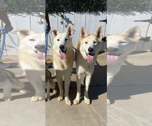 Cody & Comet - Male Siberian Husky-Unknown Mix Dog for Adoption - Photo #5