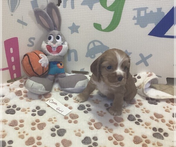 Medium Photo #2 Cocker Spaniel Puppy For Sale in CADDO, OK, USA