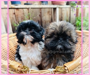 Shih Tzu Puppy for Sale in SAN JOSE, California USA