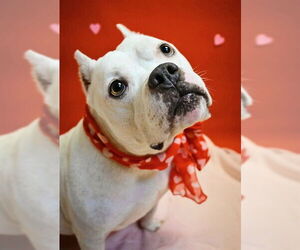 Mutt Dogs for adoption in Sacramento, CA, USA