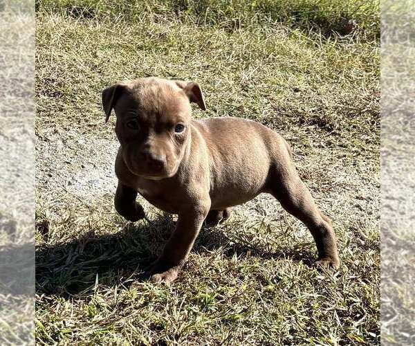 Medium Photo #1 American Pit Bull Terrier Puppy For Sale in ROXBORO, NC, USA