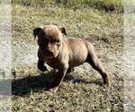Puppy 4 American Pit Bull Terrier
