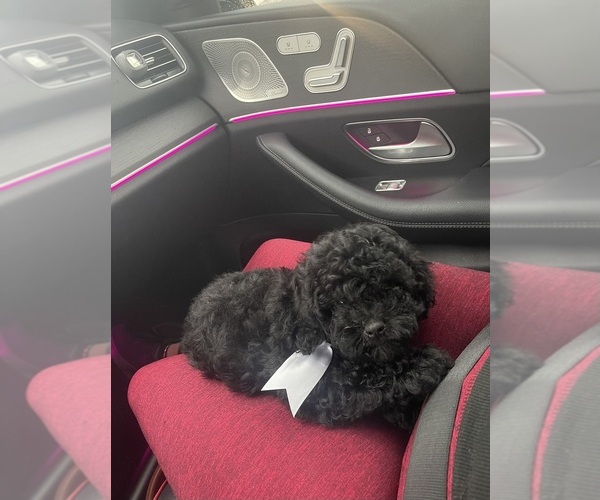 Medium Photo #2 ShihPoo Puppy For Sale in TAMPA, FL, USA