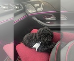 Small Photo #2 ShihPoo Puppy For Sale in TAMPA, FL, USA