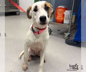 Labrador Retriever-Unknown Mix Dogs for adoption in Washington, DC, USA