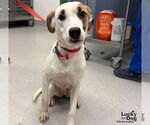 Honey - Female Labrador Retriever-Unknown Mix Dog for Adoption - Small photo